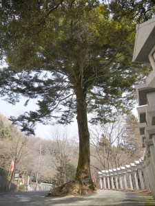 岩間寺　お迎え樅