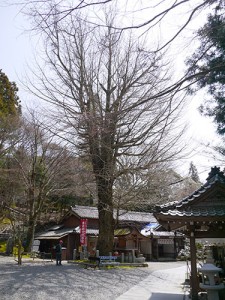 岩間寺　大銀杏