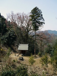 岩間寺　桂の大樹