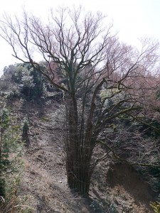 岩間寺　桂の大樹