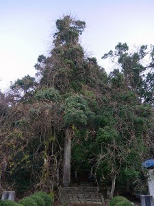 磯部神社