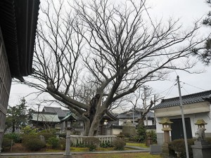 藤塚神社