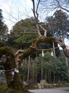 天日陰比咩神社