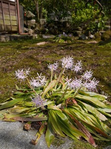 天日陰比咩神社