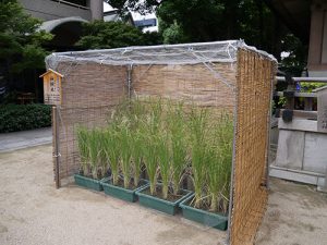 坐摩神社