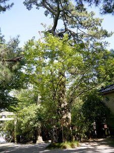 安宅住吉神社