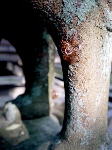 野間神社