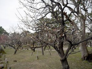 新潟白山神社