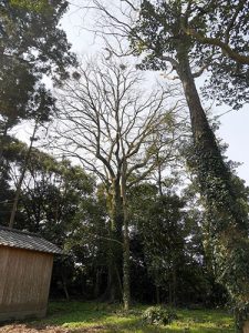 鵜森神社