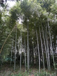 宇波刀神社