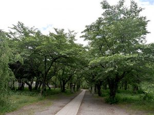 平野神社