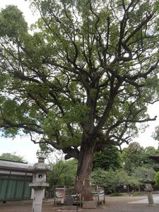 平野神社