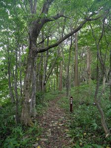 越知神社