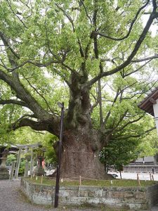 闘鶏神社