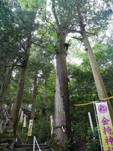 金持神社