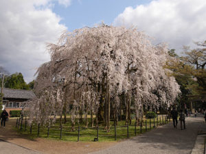 足羽神社