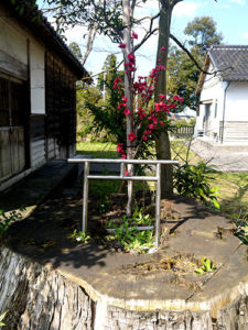 櫛田神社