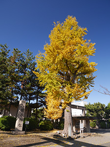 福井神社