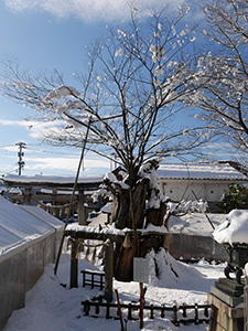 有磯正八幡宮