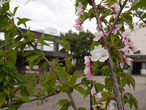 福井神社