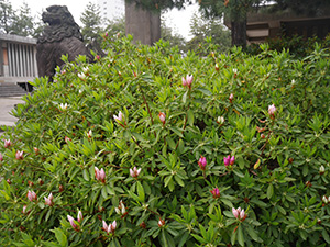 福井神社