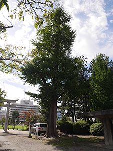 福井神社