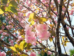 倶利迦羅不動寺