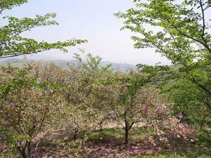 倶利迦羅不動寺