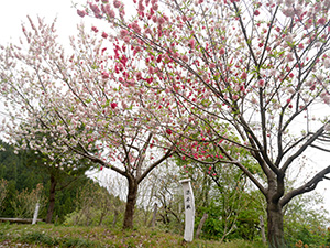 倶利迦羅不動寺