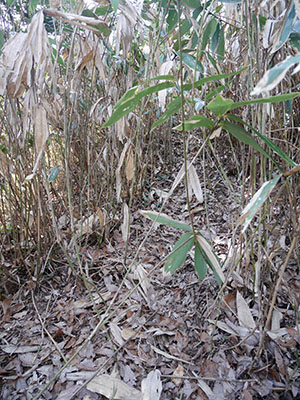 笠野鳥越城