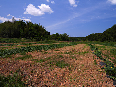 山田光教寺