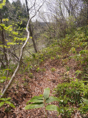 小柴峠砦