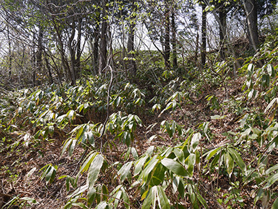 小柴峠砦