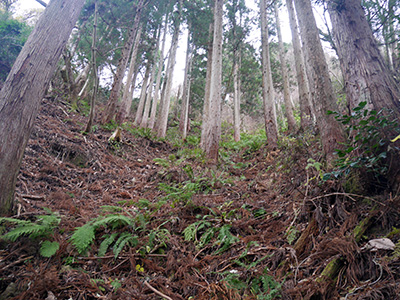 三坂峠城