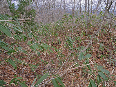 石動山の城砦　能登半島地震の被害状況