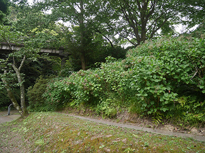 御城印　小丸山城　夏ver.の再配布を始めます