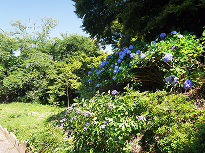小丸山城公園　アジサイが見頃です