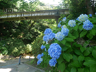 小丸山城公園　アジサイが見頃です
