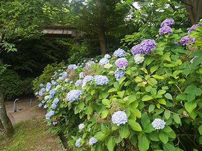 小丸山城